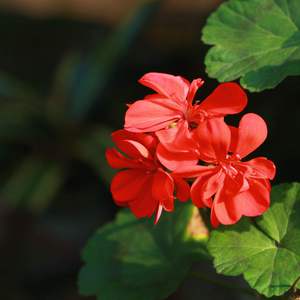 征服麻麻的婬肉泬
